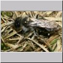 Andrena vaga - Weiden-Sandbiene -01- m02 10mm.jpg